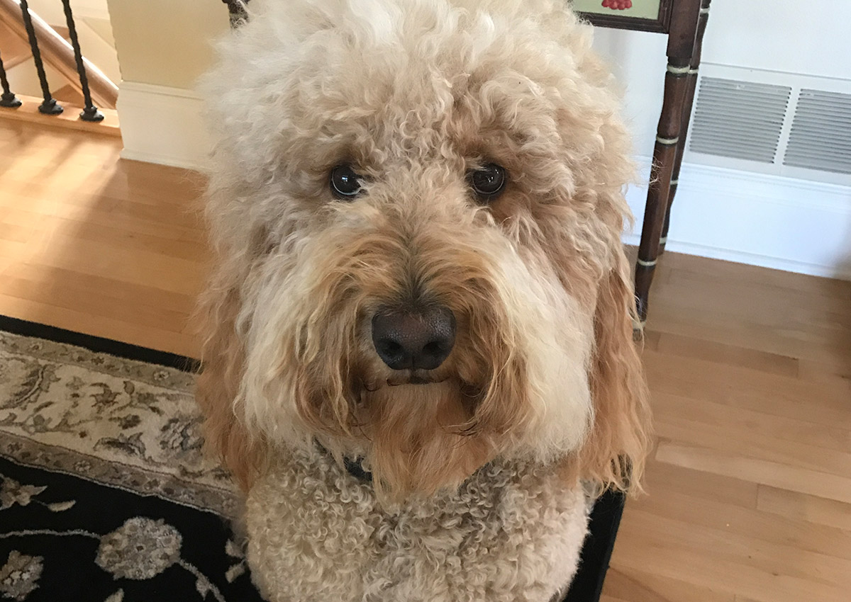 bb-pets-clyde
