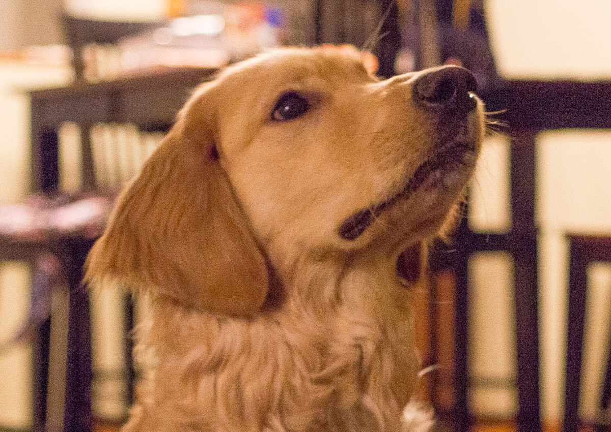 bb-pets-max