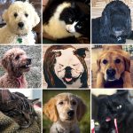 The Pets of Board & Brush
