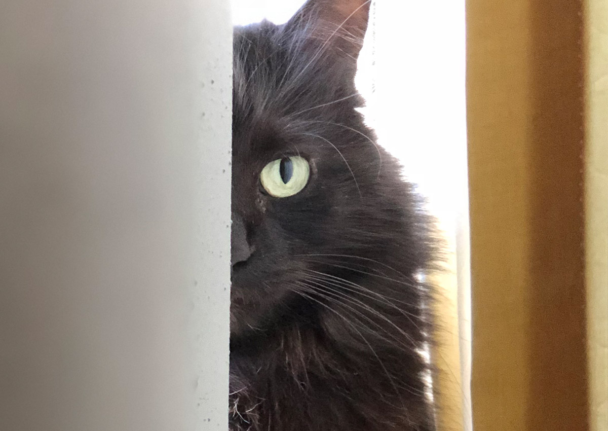bb-pets-olive