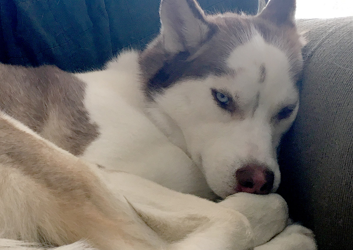 bb-pets-zeke