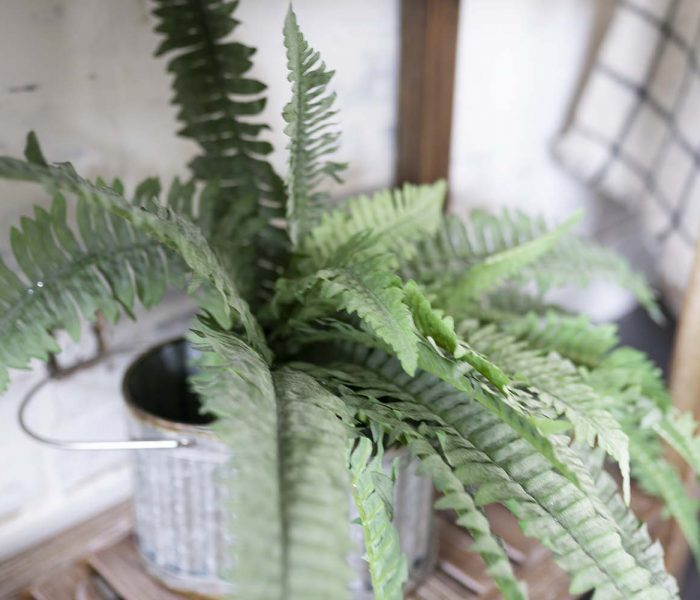 fern Fall Fern