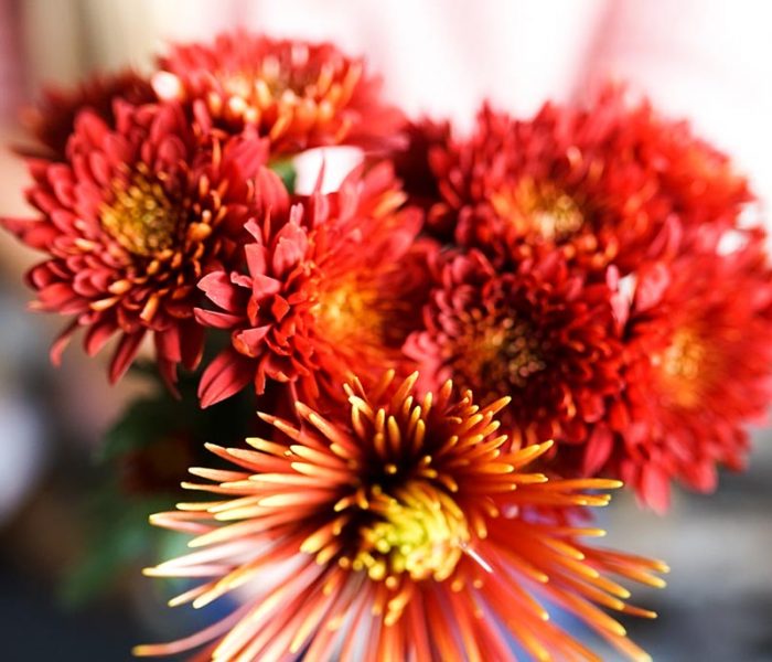 photo-20 Red Fall Florals